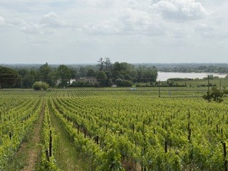 Vineyard rows above a river in Bordeaux